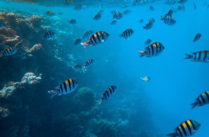 Integrating climate change goals in the business agenda Image