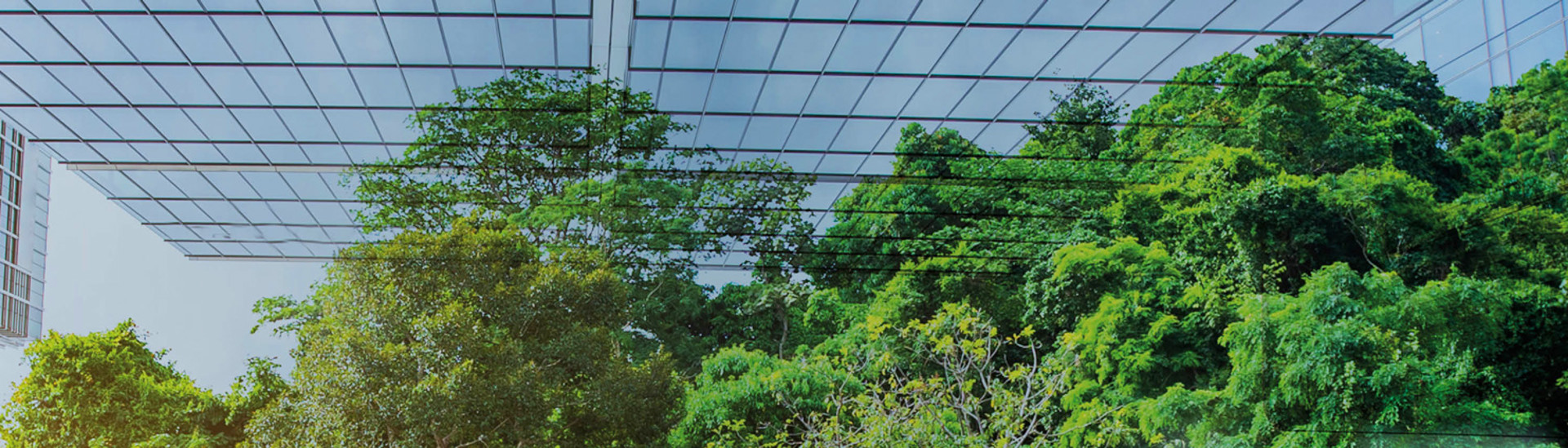 B3 40Th Office Trees