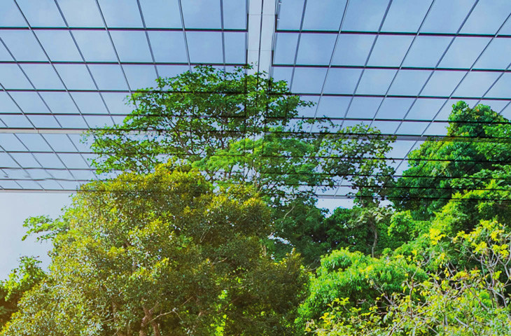 Th 40Th Office Trees