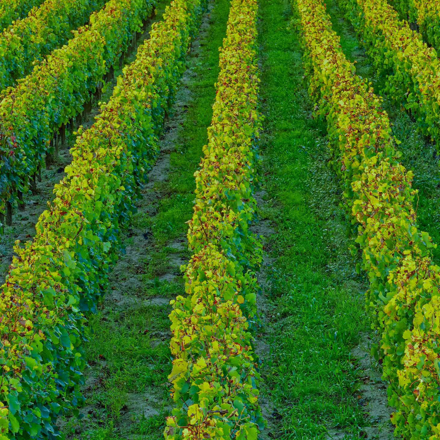 th_Burgundy_square